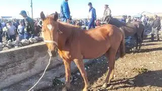 Сурхондарё Сариосиё ОТ Товук Велосипед бозори нархлари. 05.05.2022й