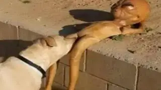 Offensive memes that if ylyl