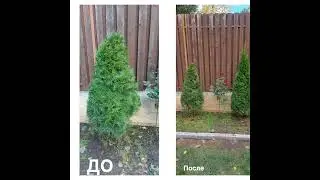 Топиарная стрижка туй,обновление сада!