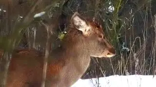 Синица обедает на голове оленя || A tit is eating on a deer's head