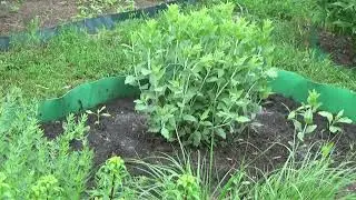 Своя рассада летников. Пора в клумбы!