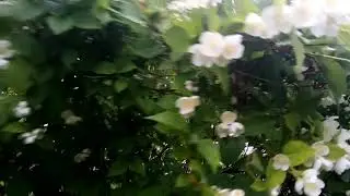 Дачный дневник. Лето 2019 г