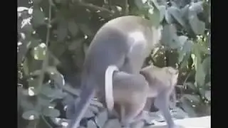 Секс животных