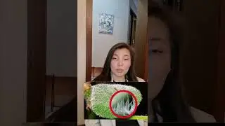 Гимпи-гимпи жалящее дерево – одно из самых опасных в мире растений.