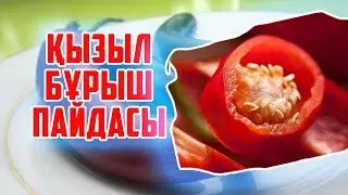 АЩЫ БҰРЫШТЫҢ ПАЙДАСЫ МЕН ЗИЯНЫ