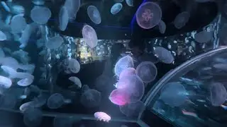 kyoto aquarium vlog with my friends 