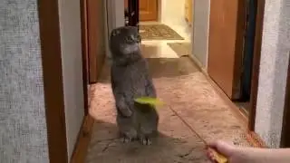 Неожиданно?А КОТ БЫЛ УДИВЛЕН!