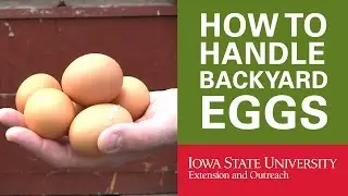 Backyard Chickens: How to Handle Your Backyard Eggs