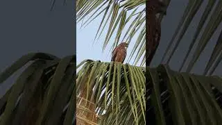 Как выглядят ОРЛЫ в природе 