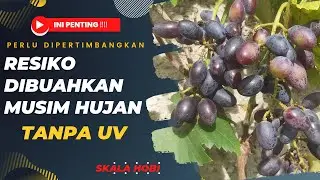 RESIKO‼️ MEMBUAHKAN ANGGUR 🍇 🍇 TANPA UV☔ DI MUSIM HUJAN 🌧️🌩️🌦️🌥️⛅🌤️