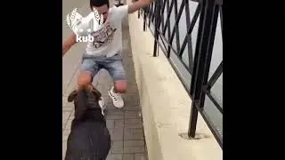 Трогательное видео спасения собаки в Сочи: животное достали из реки