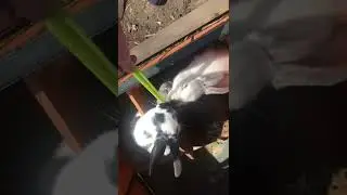 Cute bunnies MURDER poor piece of celery