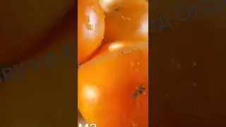 Сорт томата проверенный временем