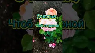 Моей очаровательной подружке. #подруге#длятебя #shortsvideo#открытка#музыкальноепожелание
