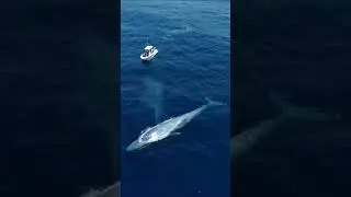 Encounter with the largest animal on Earth #shorts