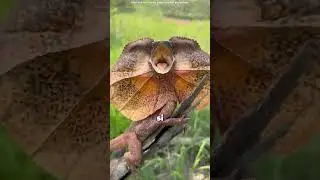 😱🦎 Why does this lizard climb on humans? The truth will leave you speechless! 