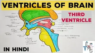 Third Ventricle Anatomy | Ventricles of Brain