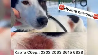 🆘🆘🆘 Марио НУЖНА ПОМОЩЬ В ОПЛАТЕ 📍ДЕРМАТОЛОГА, 📍АНАЛИЗОВ И 📍СИМПАРИКИ!