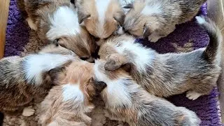 Доброе утро, у нас днюха! Мировой финансовый кризис  внутрисемейного масштаба)) Стреляют...