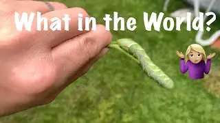 Our Garden Is In Trouble//An Afternoon With My Girls