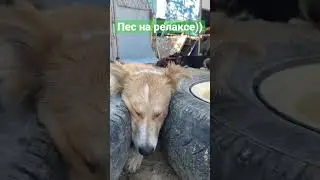 Пес на релаксе))) Степногорск.
