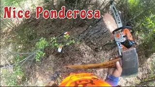 Stihl 500i, Council tool and a Ponderosa Pine. #chainsawman #gopro #family #friends #teamwork