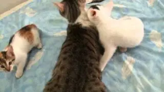 甜甜與寶寶