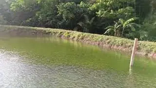 Tilapia