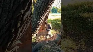 Дан как всегда на дереве) 