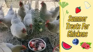 Treats that help keep chickens cool in the summer heat 🌞  Central Florida