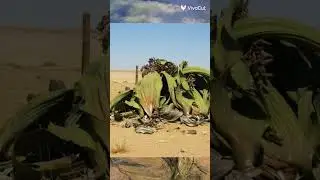 la planta que no puede morir