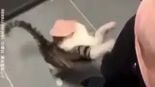 Cat gets hammed