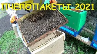 The bee packages have arrived. Should we rejoice or cry?