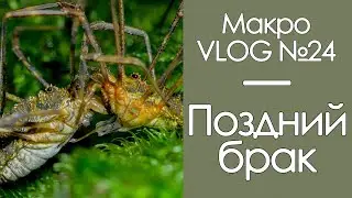 Поздний брак / МакроVLOG №24 / 05.11.20