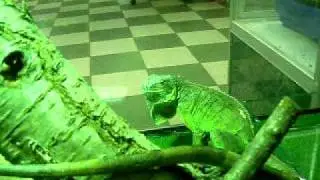 Зоомагазин Динозаврик (www.dinozavrik.ru)
