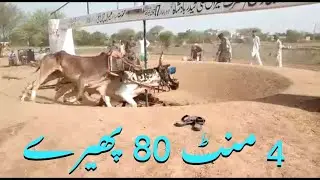 Bull Race in Pakistan Haji Ch M Boota Chittan Phirt Kotla Dand KING and NAWAB (Pheray 4 min 80)