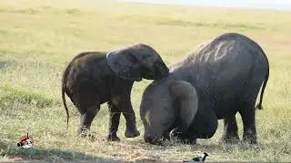 elephant calf playing at Amboseli