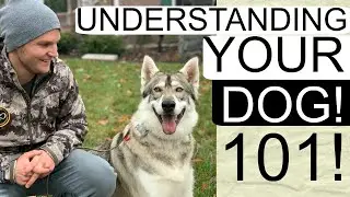 How to correct your dog's bad behavior | Understand your dog useful clues to understand your dog