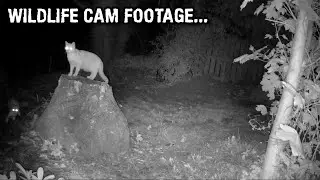 Actual trail camera footage from a Vikeri A1 - June 2023