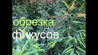 Обрезка фикусов.