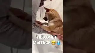 Милые Собачки :) #shorts #собачки #псы #песики #милые #тикток #животные