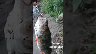 Лесные Мурзилки на рыбалке