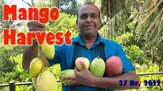 Mango Harvest