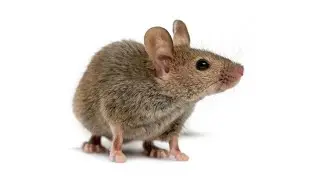 🐭Juegos de Ratones para Gatos [VIDEOS PARA GATOS]🐈