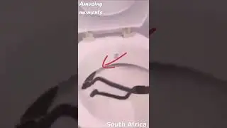 Wow! SNAKE GOT in the TOILET! 
