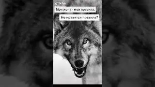 Цитаты волка 🐺