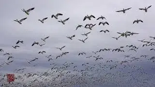 A large flock of snow geese fly freely in the fields of Delta BC Canada