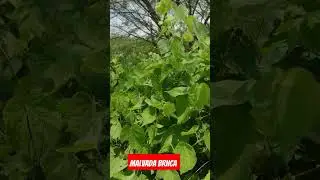 “Verdejando a vida: a importância das plantas na nossa saúde e bem-estar.