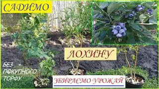 САДИМО ЛОХИНУ БЕЗ ПОКУПНОГО ТОРФУ.(Продовження).ЗБИРАЄМО УРОЖАЙ. #лохина #садимоЛохину