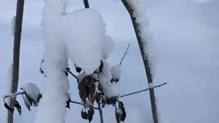 дача#снег#сибирь#ежевика  Зимняя сказка❄️❄️Снег Пушистый Укрываем Ежевику, Вишню